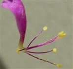  Petal with stamens
